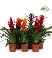 Bromelia Classic