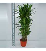 Dracaena Janet Craig 120 vertakt