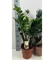 Zamioculcas