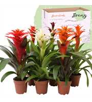 Guzmania Classic