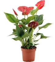 Anthurium Amalia Elegance in transparant sleeve