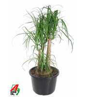 Beaucarnea vertakt P44 - 2ft