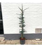 Cedrus libani 'Glauca'