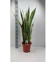 Sansevieria Laurentii p26 - extra dik