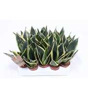 Sansevieria Golden Hahnii Black