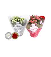 Kalanchoe Rosalina 15cm TST rood en wit met glitte