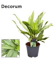 Aglaonema White Lance