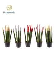 Sansevieria VELVET TOUCHZ® ECO GLITTERZ® Mix