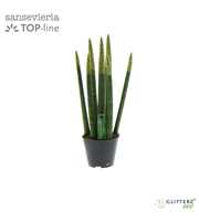 Sansevieria VELVET TOUCHZ® ECO GLITTERZ® Goud P8,5