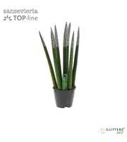 Sansevieria VELVET TOUCHZ® ECO GLITTERZ® Zilver P8