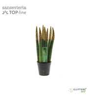 Sansevieria VELVET TOUCHZ® ECO GLITTERZ® Koper