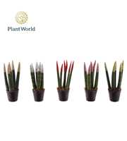 Sansevieria VELVET TOUCHZ® ECO GLITTERZ® Mix