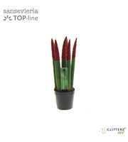 Sansevieria VELVET TOUCHZ® ECO GLITTERZ® Rood