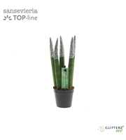 Sansevieria VELVET TOUCHZ® ECO GLITTERZ® Zilver