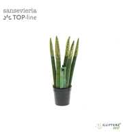 Sansevieria VELVET TOUCHZ® ECO GLITTERZ® Goud