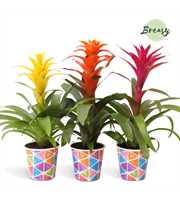 Guzmania Suerte Cupcake potcover Burano