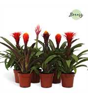 Guzmania Rockyflower