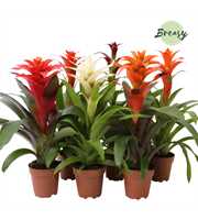 Guzmania Classic