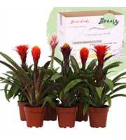 Guzmania Rockyflower