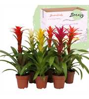 Guzmania Suerte Cupcake