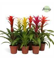 Guzmania Suerte Cupcake