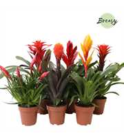 Bromelia Royal Classic