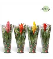 Bromelia Cupcake Jungle