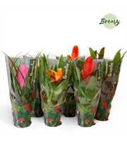 Bromelia Cupcake Jungle