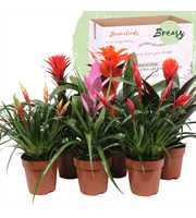 Bromelia Royal Cupcake