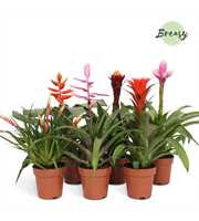 Bromelia Royal Green