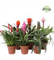 Bromelia Royal Green