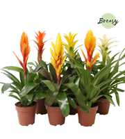 Bromelia Modern