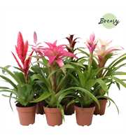 Bromelia Royal Sweet