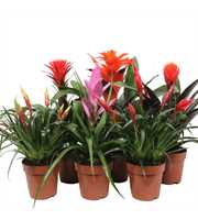 Bromelia Royal Cupcake