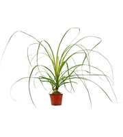 Beaucarnea A2 bol 9 cm