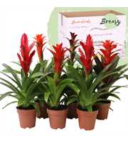 Bromelia Urban