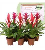 Bromelia Pink