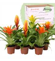 Bromelia Modern