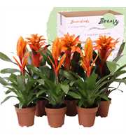 Bromelia Orange