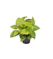 Homalomena Lemon Lime