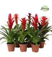 Bromelia Urban