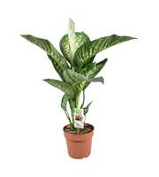 Dieffenbachia Tropic Snow