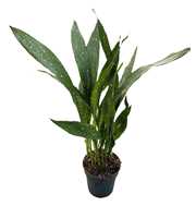 Aspidistra vietnamensis "Milky Way"