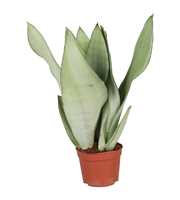 Sansevieria Moonshine