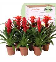 Bromelia Red