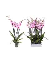 Phalaenopsis Washington, 4-spike 25+