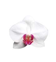 Phalaenopsis Red Lips, 3-spike 22+