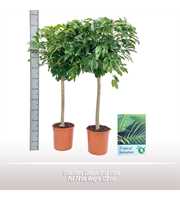 Schefflera Compacta op stam