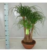 Beaucarnea Recurvata 60 vertakt S30