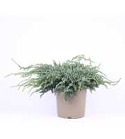 Juniperus squamata 'Blue Carpet'